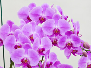 Close-up of a Beautiful Taiwanese Light Purple Moth Orchid with a Deep Purple Center