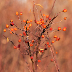 A square photo of a wild rose bush with bare branches without leaves and with the remaining dried red fruits (rosehip) in late autumn.