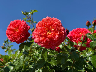 Double roses flowers bright red blooms vigorous shrub.