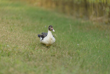 A Muscovy Duck Perched in Lush Green Grass