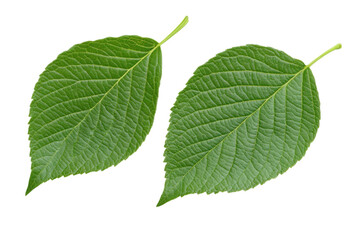 Obraz premium green leaf isolated on white