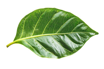 Fototapeta premium green leaf isolated on white
