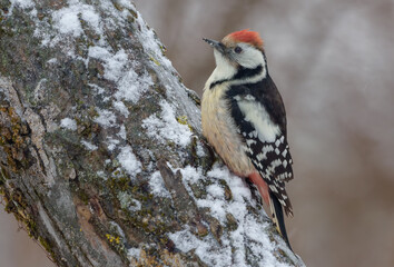 Middle spotted woodpecker (Dendrocoptes medius) sits on snow covered trunk in winter time 