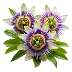 Passion flowers isolated on transparent background