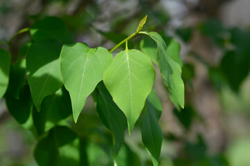 Lilac Esther Staley leaves