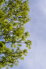 Common horse chestnut branches