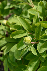Mlokosewitchs peony flwoer bud