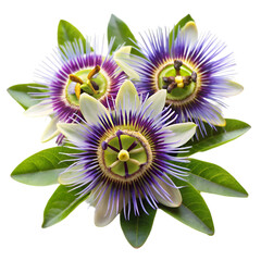 Passion flowers isolated on transparent background