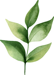 Naklejka premium Watercolor botanical illustration of green leafy branches