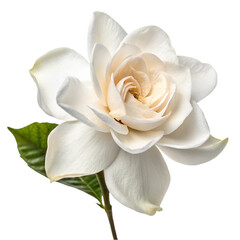 Gardenia flower isolated on transparent background