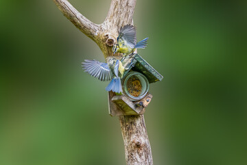 Fighting blue tits, Cyanistes caeruleus, on a feeding pole with a jar of bird peanut butter in a wooden pot holder with a roof attached to a bare dead tree trunk