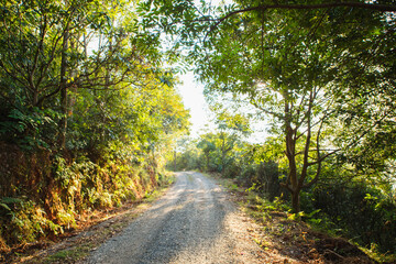 Obraz premium The small path in the forest in the early morning
