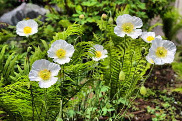 White Poppies in a Green Garden with Ferns