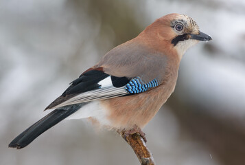 Large image of Eurasian Jay (Garrulus glandarius) posing on tiny branch in cold winter season 