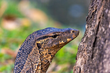 Water monitor in Lumpini Park, Bangkok