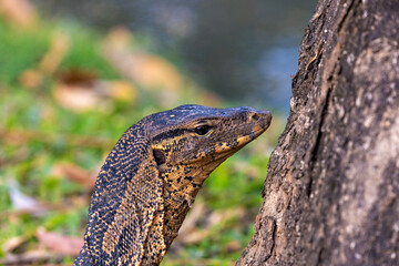 Water monitor in Lumpini Park, Bangkok