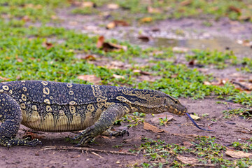 Water monitor in Lumpini Park, Bangkok