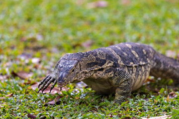 Naklejka premium Water monitor in Lumpini Park, Bangkok