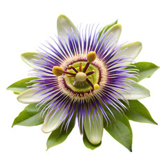 Passion flower isolated on transparent background