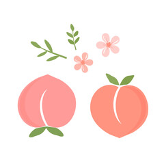 Peach apricot fruit with green leaves and cute flower icon sign isolated on white background vector.
