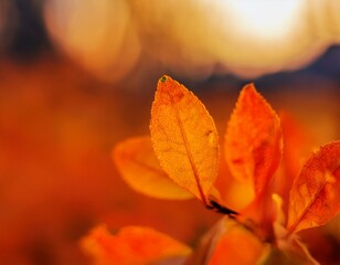 red autumn leaves