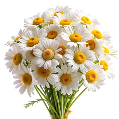 Obraz premium Daisy's bouquet isolated on transparent background