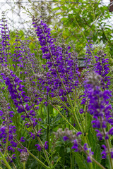 Fototapeta premium Salvia pratensis, the meadow clary or meadow sage, is a species of flowering plant in the family Lamiaceae, native to Europe, western Asia and northern Africa