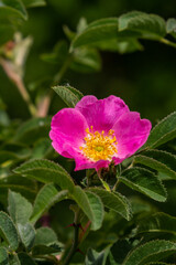 Fototapeta premium Dog rose, Rosa canina, is an important medicinal plant with pink or white flowers and is used in medicine. It is a wild rose and has red rosehip fruits in the fall