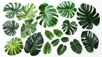 Green Tropical Leaves Arranged on White Background