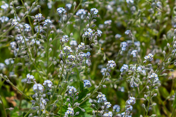 Wide angle closeup on an aggregation of lightblue Early Forget-me-not, Myosotis ramosissima an annual flowering herb