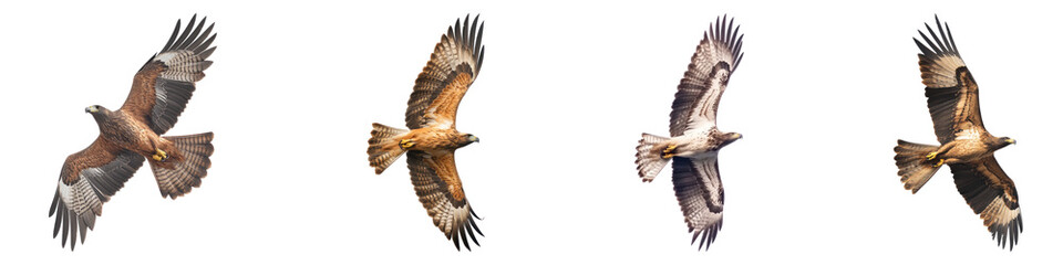 Fototapeta premium Eagle flying isolated on transparent background, PNG, Set of