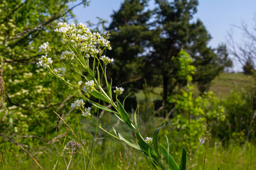White horseradish fowers close up in organic garden. Blooming horseradish, lat. Armoracia rusticana, a perennial vegetable plant, in spring