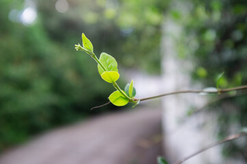 Fresh vines and leaves in spring.