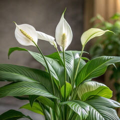 Obraz premium Elegant peace lily plant with white flowers and lush green leaves, enhancing indoor decor with a touch of tranquility
