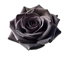 Black rose isolated on transparent background