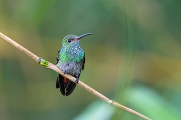 Fototapeta premium Amazilia tzacatl, The rufous-tailed hummingbird is a medium-sized hummingbird