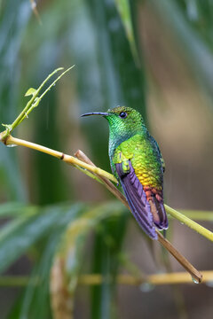 Microchera cupreiceps, The coppery headed emerald is a small hummingbird endemic to Costa Rica