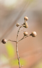 Fruits on autumn branches