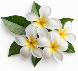 Fototapeta premium White Plumeria flowers, green leaves, isolated, spa, design