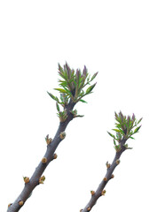 A close-up image of young shoots and buds growing on branches, symbolizing growth, renewal, and life.