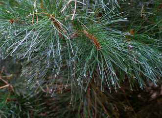 Sunlit Pine Branch in a Tranquil Forest Morning Scene