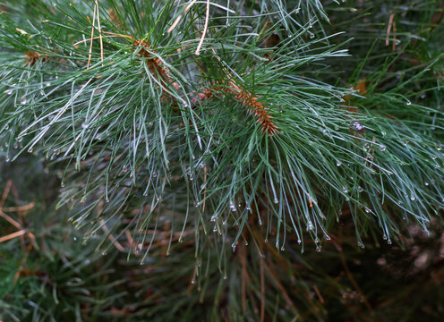 Sunlit Pine Branch in a Tranquil Forest Morning Scene - Powered by Adobe