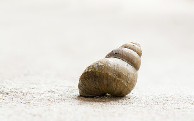 A close-up shot of a snail in the field