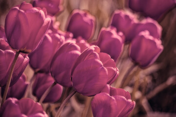 floral background with tulips in burgundy color, minimalism. monotony, simplicity and tenderness