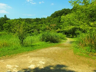 21世紀の森と広場の誰もいない夏の遊歩道と林風景