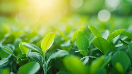 Close-up of green leaves with warm sunlight, creating a fresh and peaceful atmosphere. Growth, sustainability, and ecological balance, making it ideal for eco-friendly and renewable energy themes.