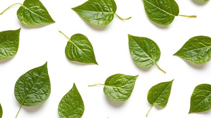 Green leaves arranged on a white background