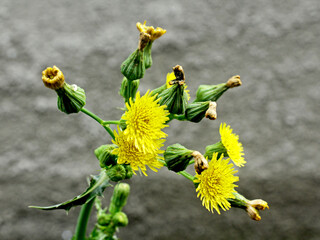 Sonchus arvensis is a species of perennial plant from the Asteraceae family (aster-asteran tribe). This plant comes from a temperate biome that is spread from Europe to Siberia and the Caucasus.