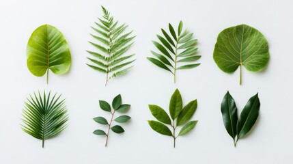 Assorted Green Leaves Arranged on White Background