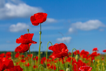 Obraz premium Papaver rhoeas or common poppy, red poppy is an annual herbaceous flowering plant in the poppy family, Papaveraceae, with red petals